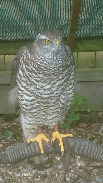 Come face to face with birds of prey in Purley
