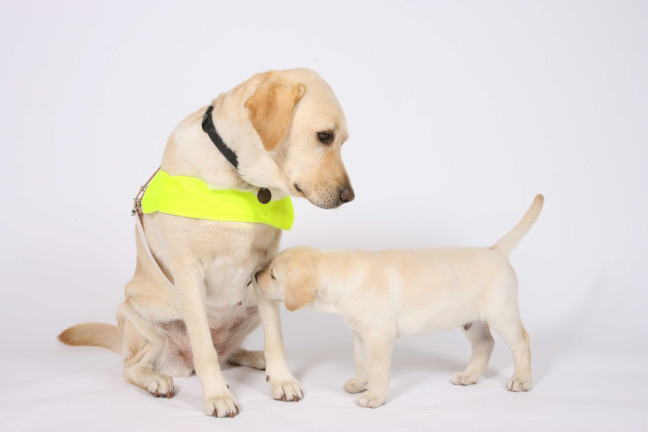 Learn how Guide Dog puppies are trained in Woodley
