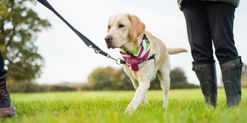 Join the Great British Dog Walk in Windsor this April