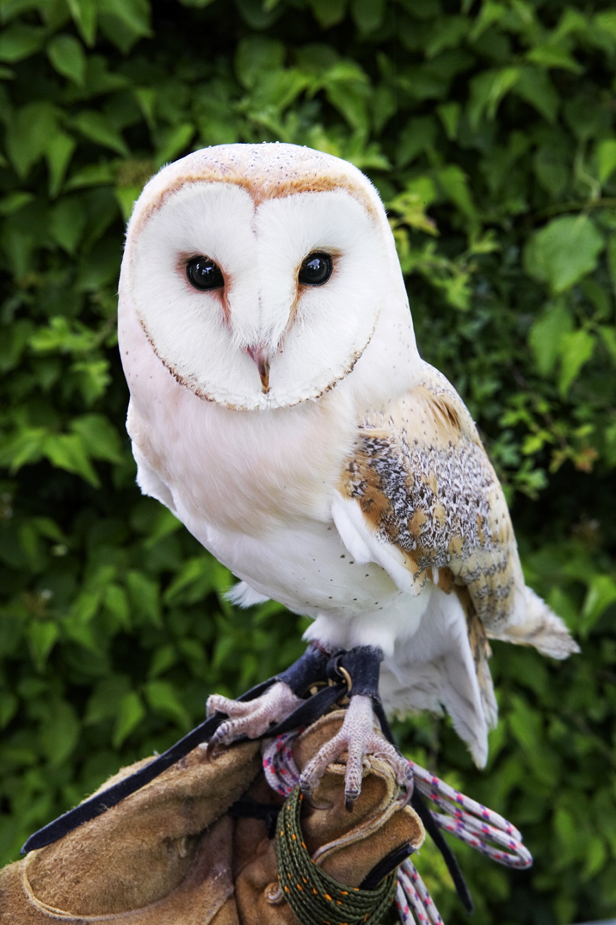 Meet birds of prey when Feathers and Fur visit Wargrave Library