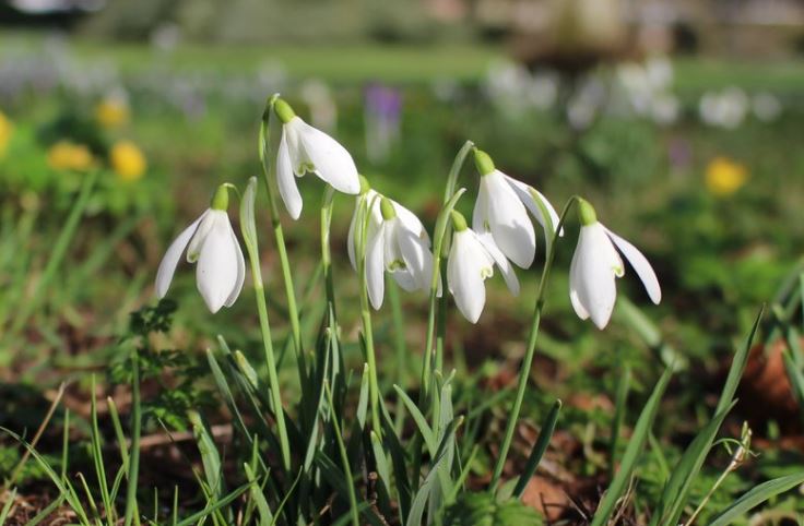 West-Dean-Gardens-_160218