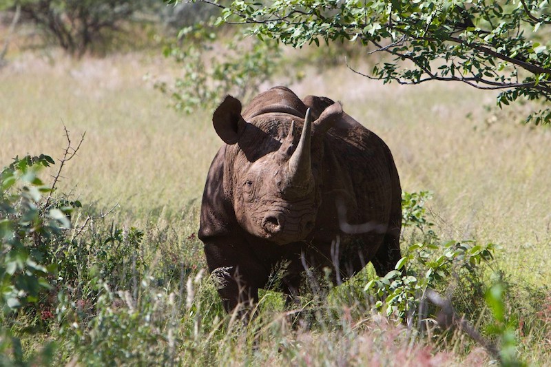 Terry puts the spotlight back on Black Rhinos