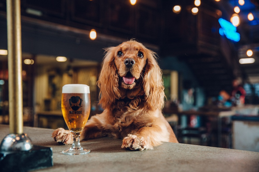 Brewdog-_130318