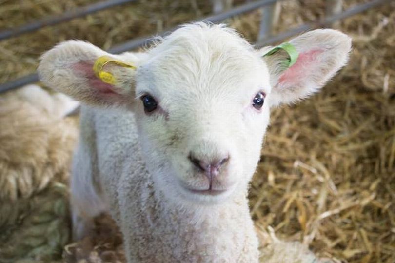Meet the newborns at farm lambing days near Reading getreading