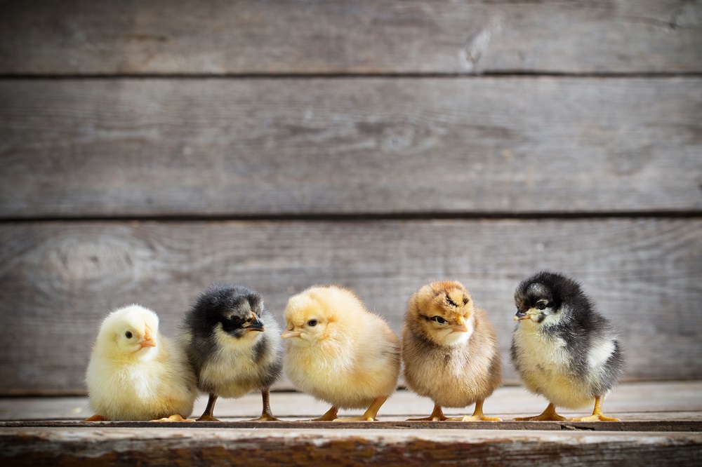 The truth behind these three Easter traditions