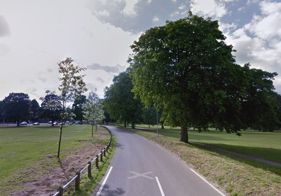 Diseased trees in Prospect Park to be chopped down and replaced