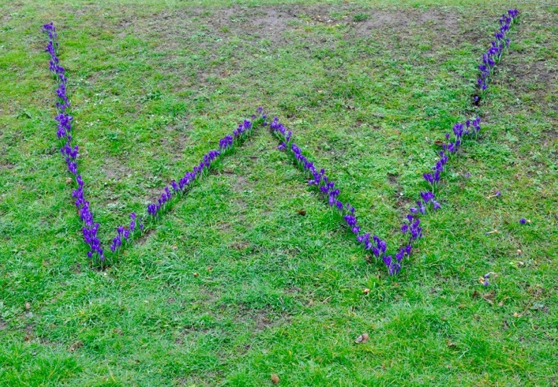 Willow-Bank-W-pattern-crocuses