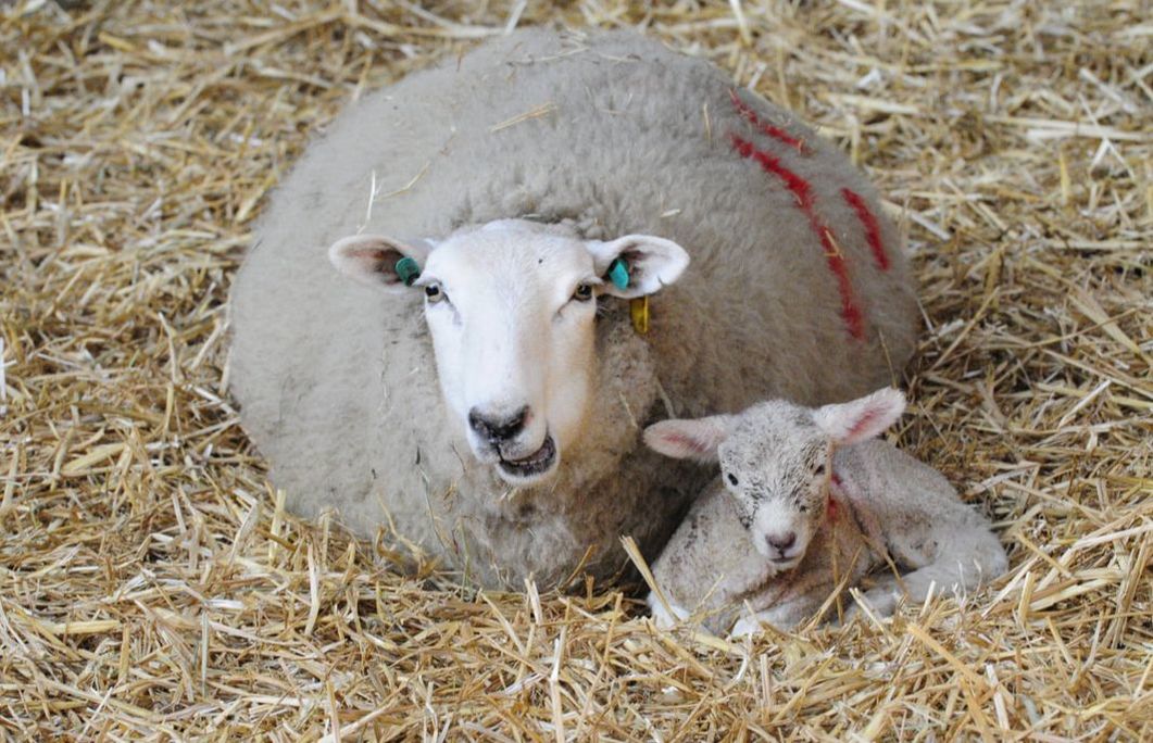 Meet the newborns at farm lambing days near Reading getreading