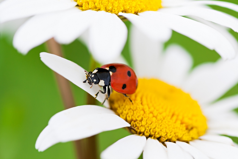 Discover bugs on a mini beast safari in Sandhurst