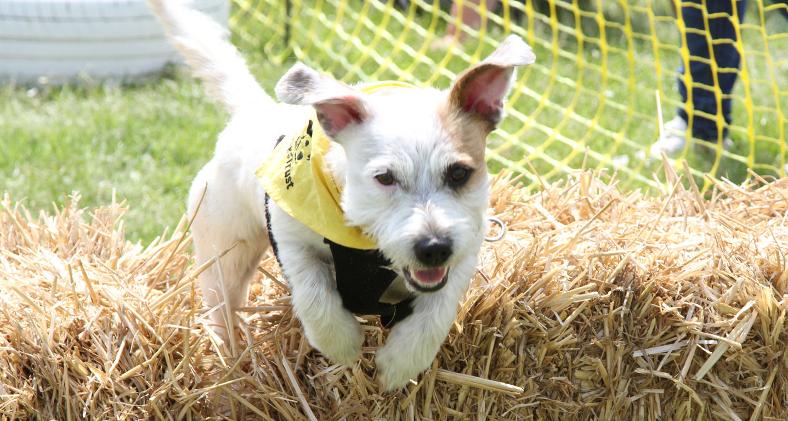 Bank Holiday dog show in Theale will raise money for charity