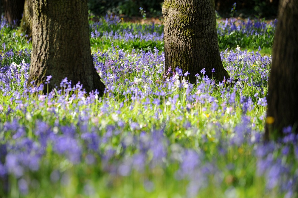 Bluebells-tms-_240418