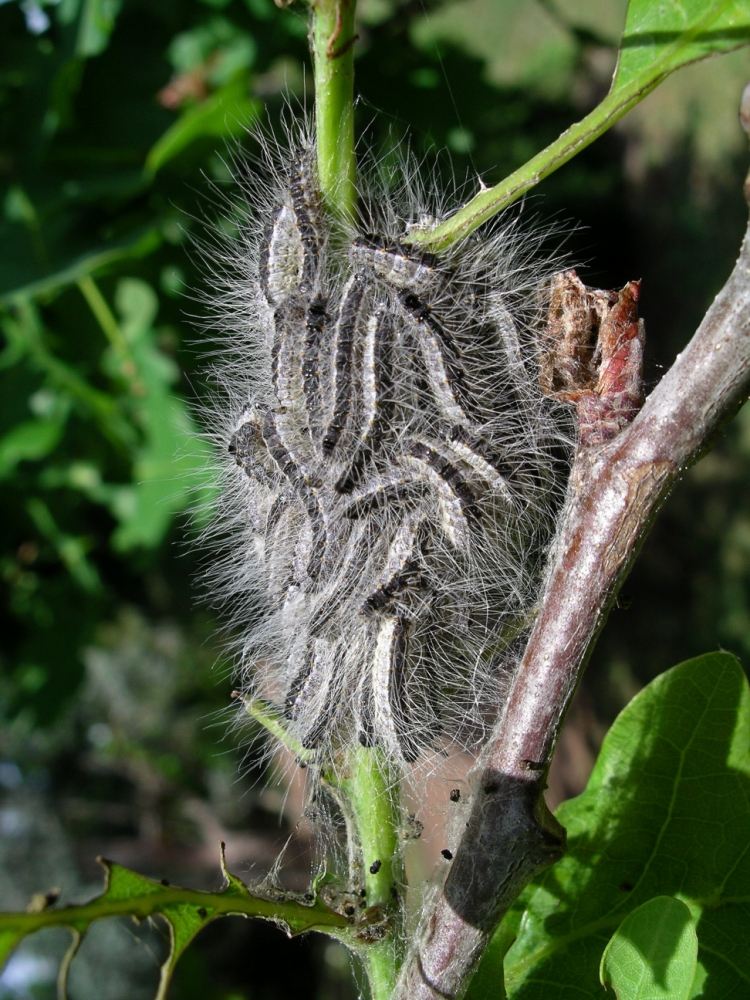 Parents and pet owners warned after toxic caterpillars spotted in Berkshire