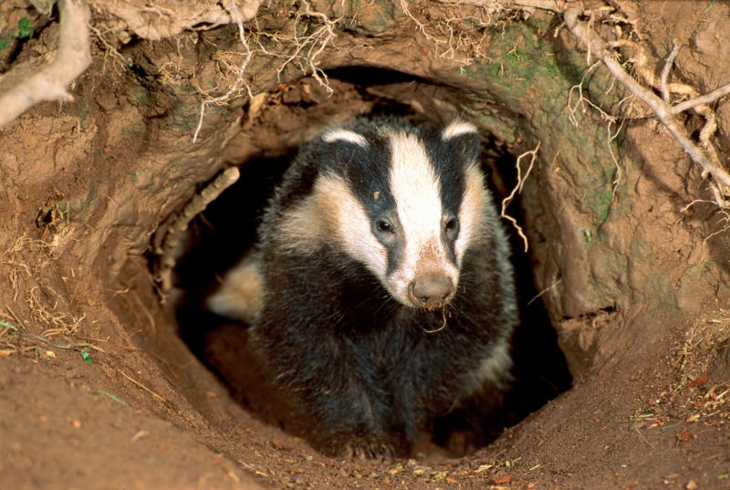 Learn about badgers and how to help them at Binfield talk