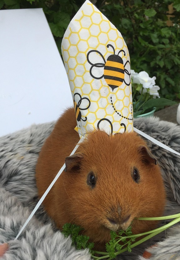 Guinea-Pig-royal-wedding-_100518--2-