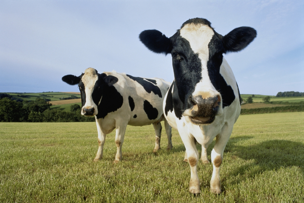 Reading scientist urges families to have a meat free day to help save the planet