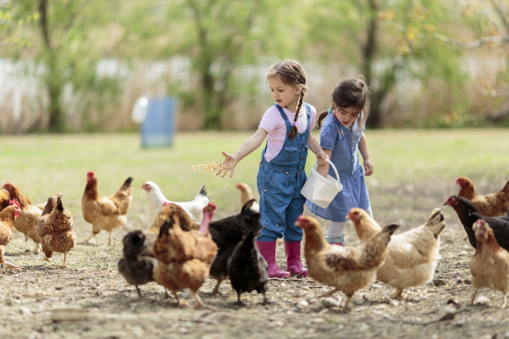 Kids-with-chickens-_080518