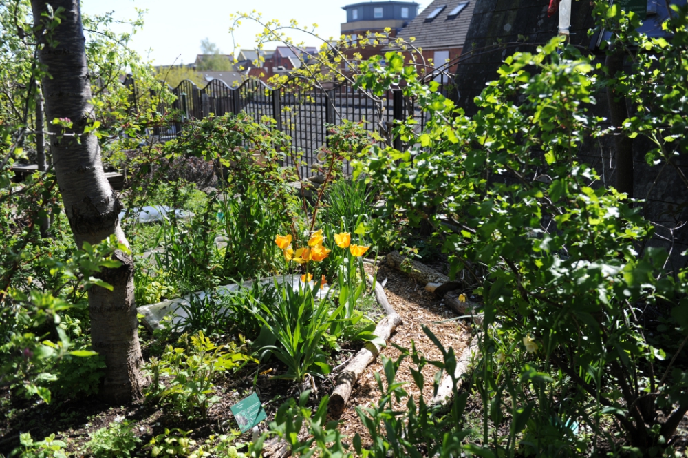 RISC-Roof-Garden-_080518
