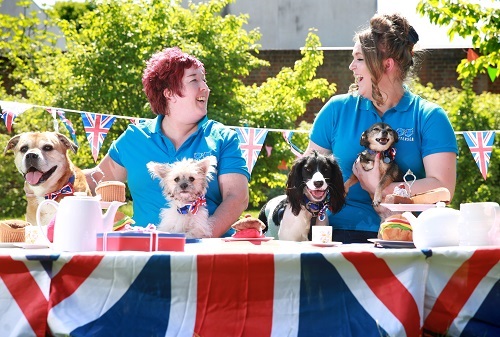 Battersea Dogs take part in Royal Wedding street party