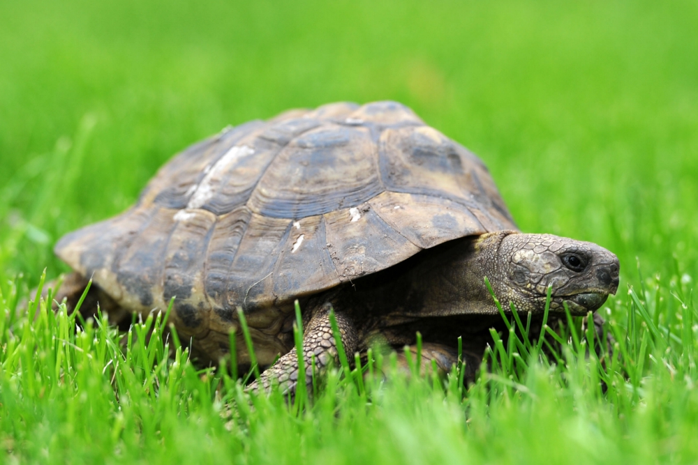 Meet and buy tortoises at Berkshire open day getreading