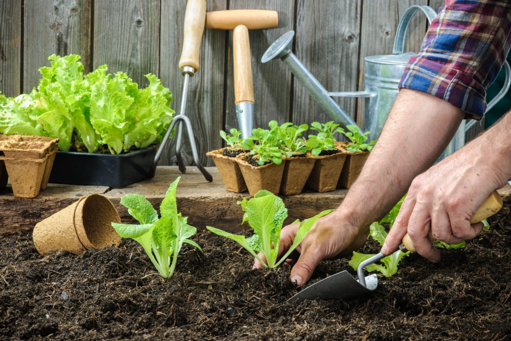 Farmer-planting-_130618