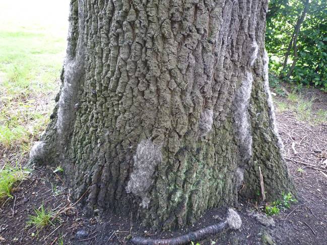 Warning to walkers after toxic caterpillars infest trees in Bracknell