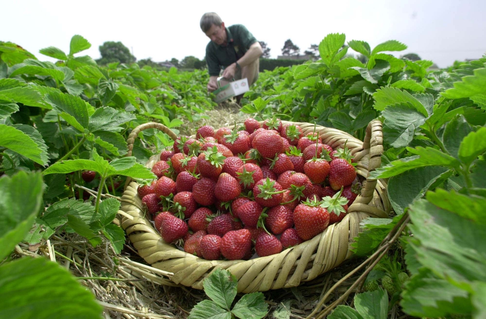 Strawberry-picking-_280618---3-