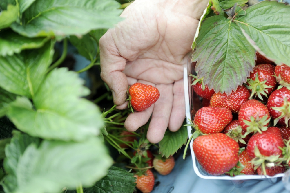 Strawberry-picking-_280618--2-