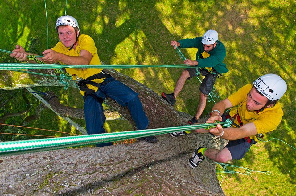 big-tree-climbing-OH210618