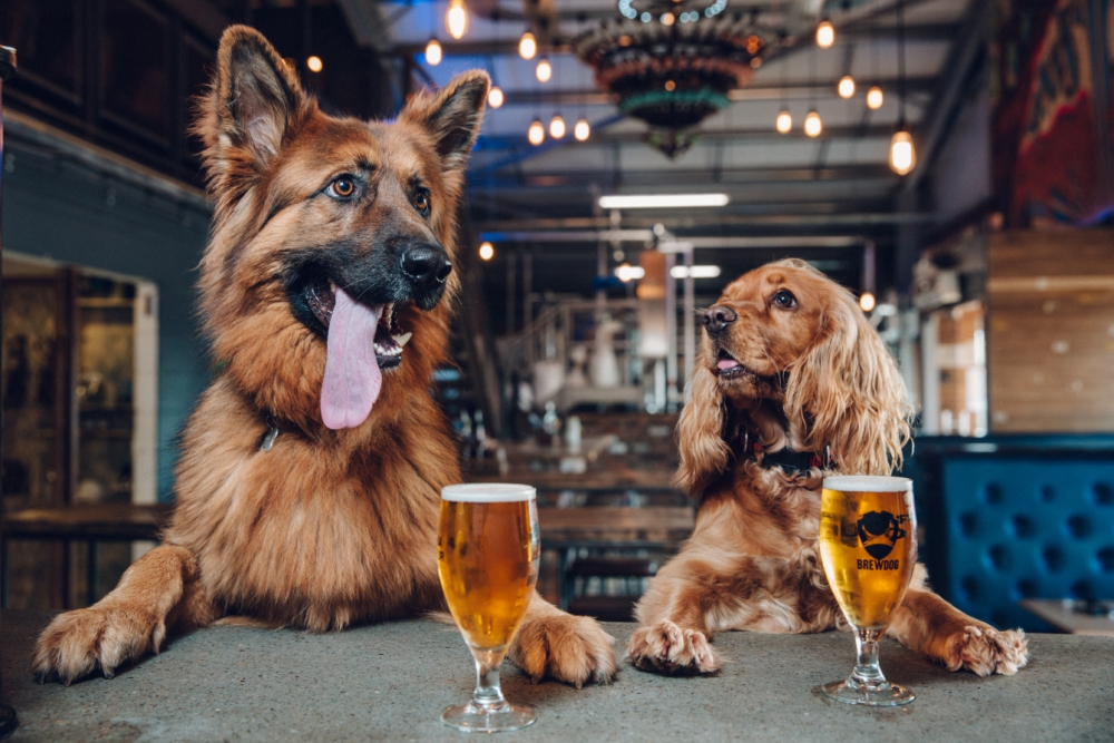 Brewdog-dog-party-_180718--2--1