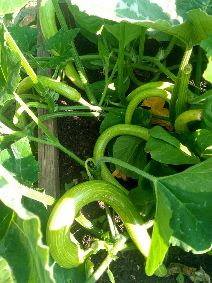 Courgettes-at-Southcote-GrowAllot
