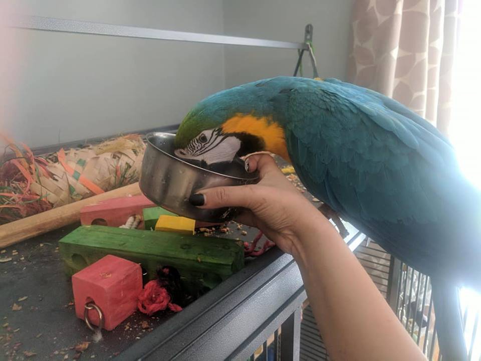 Jay-the-Macaw_130718