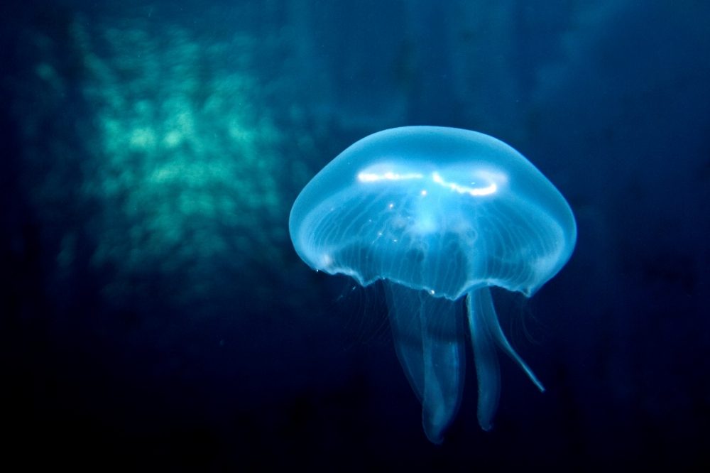 jelly-fish-_250718