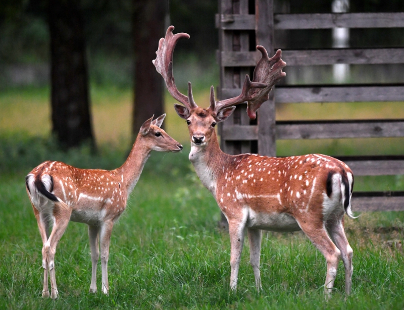 Days-out-in-Berkshire-for-children-with-special-needs-or-disabilities-bucklebury-farm