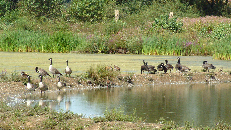 Days-out-in-Berkshire-for-children-with-special-needs-or-disabilities-dinton-adventure