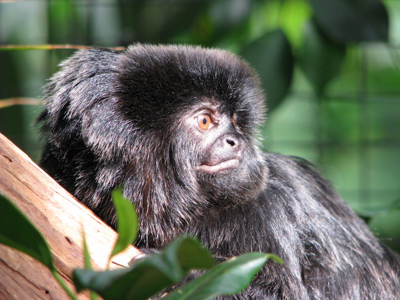 Days-out-in-Berkshire-for-children-with-special-needs-or-disabilities-living-rainforest