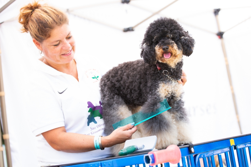 Dog-Festival-230818-_3-1
