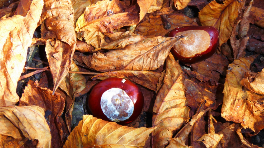 Autumn_conkers