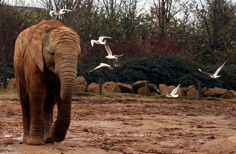 Days-out-in-Essex-for-children-with-special-needs-or-disabilities-Colchester-Zoo