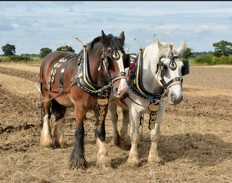 Days-out-in-Essex-for-children-with-special-needs-or-disabilities-barleylands-