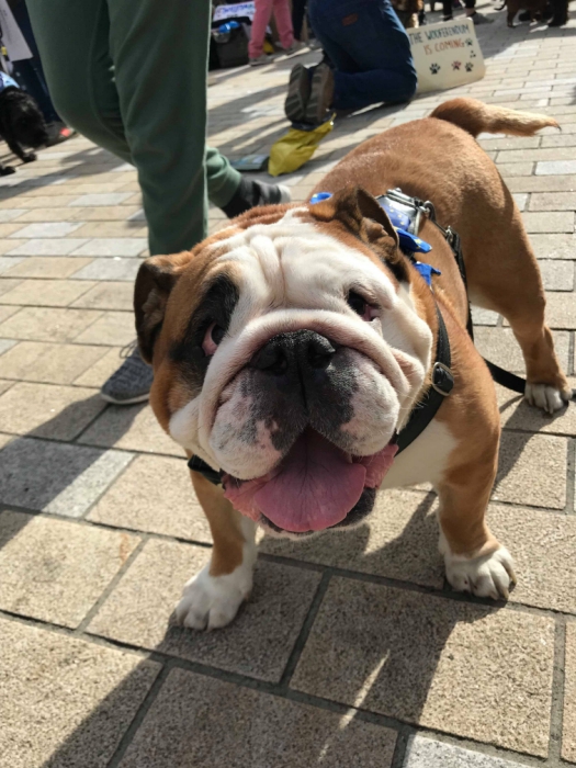 Wooferendum_071018_02