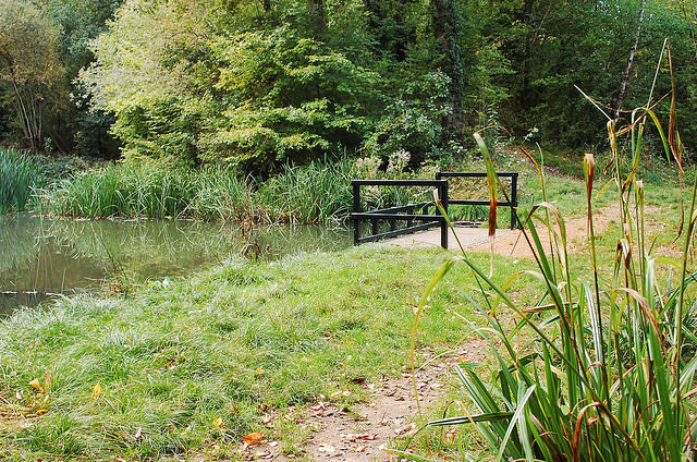 lousehill-copse