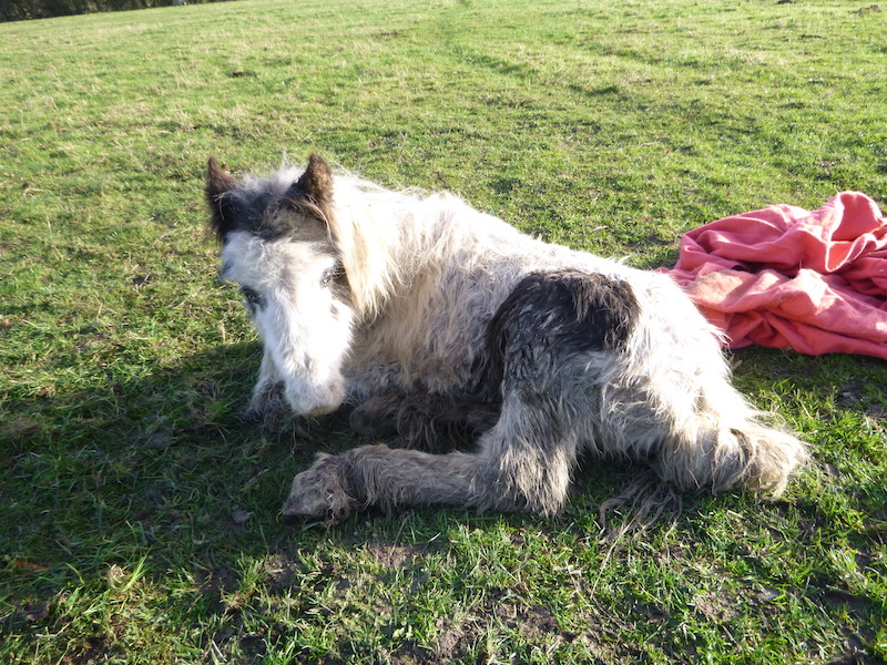 RSPCA-appeal-for-information-after-abandoned-colt--dies-in-Hampshire1