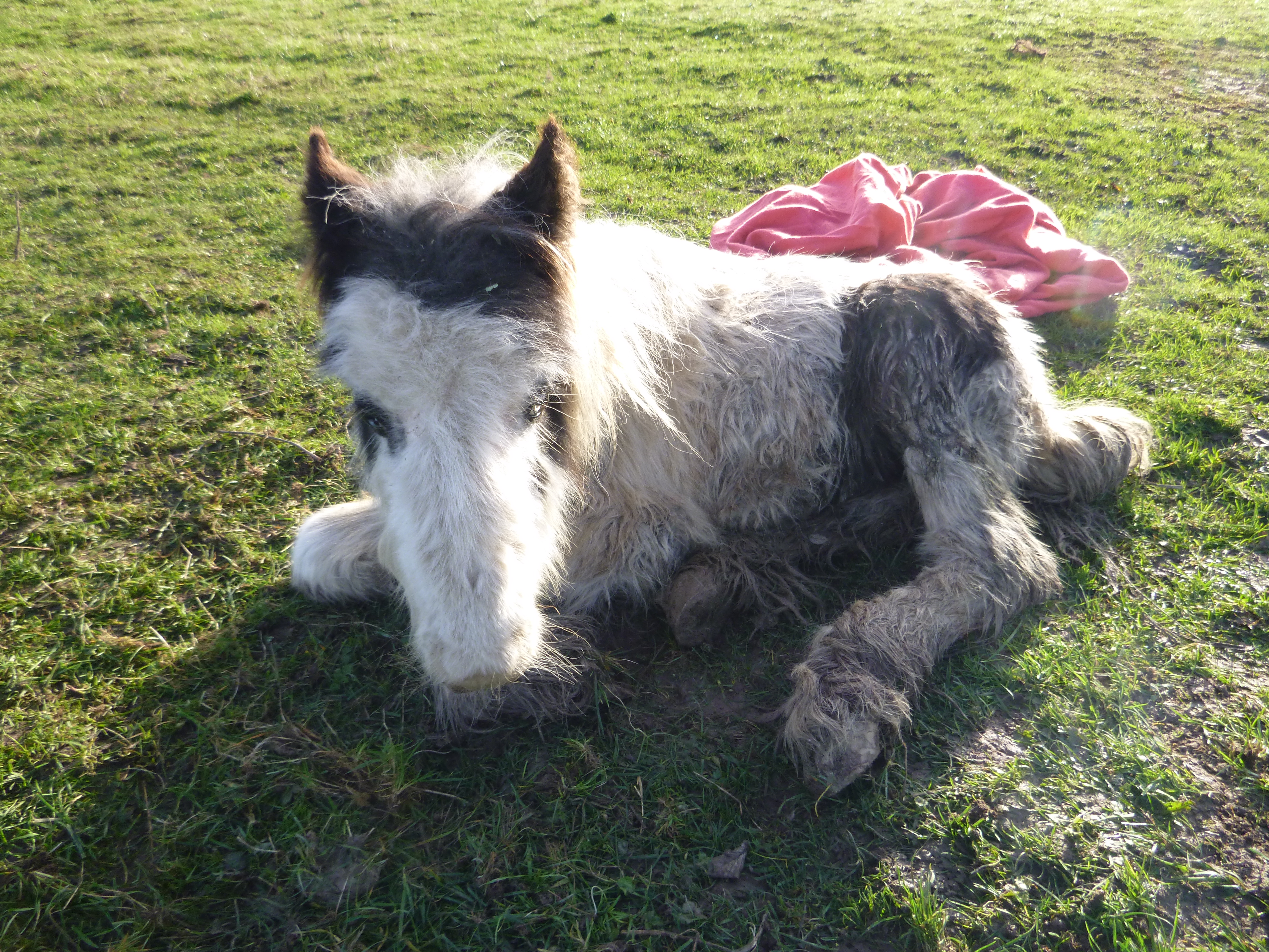 RSPCA appeal for information after abandoned colt dies in Hampshire
