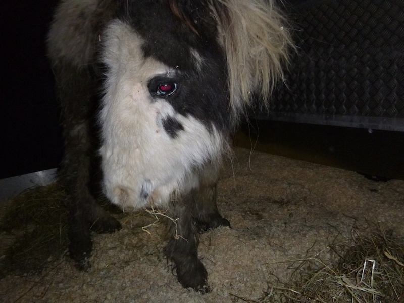 RSPCA-appeal-for-information-after-abandoned-colt-dies-in-Hampshire3