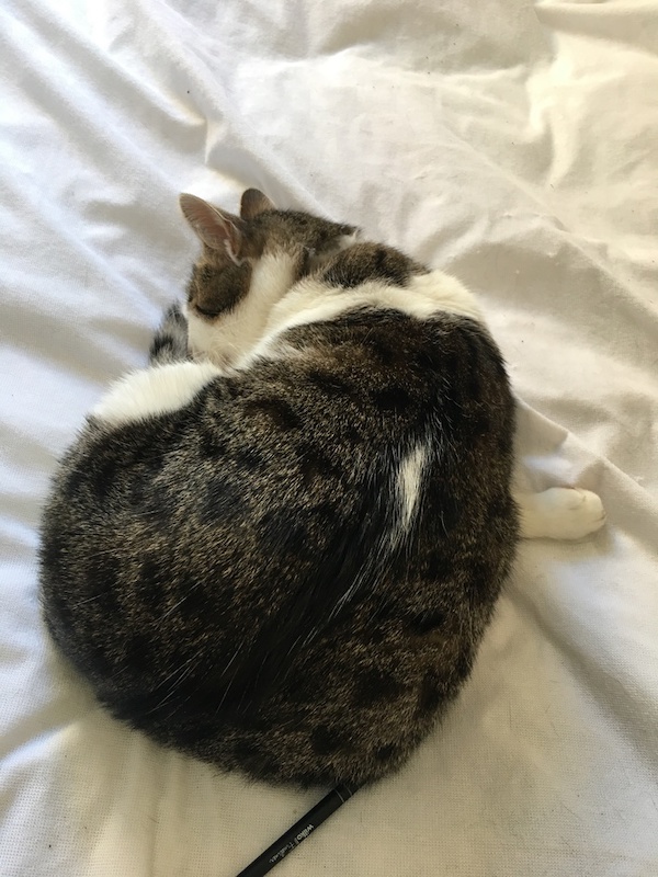 -Double--celebration-as-Domino-the-cat-is-found-1