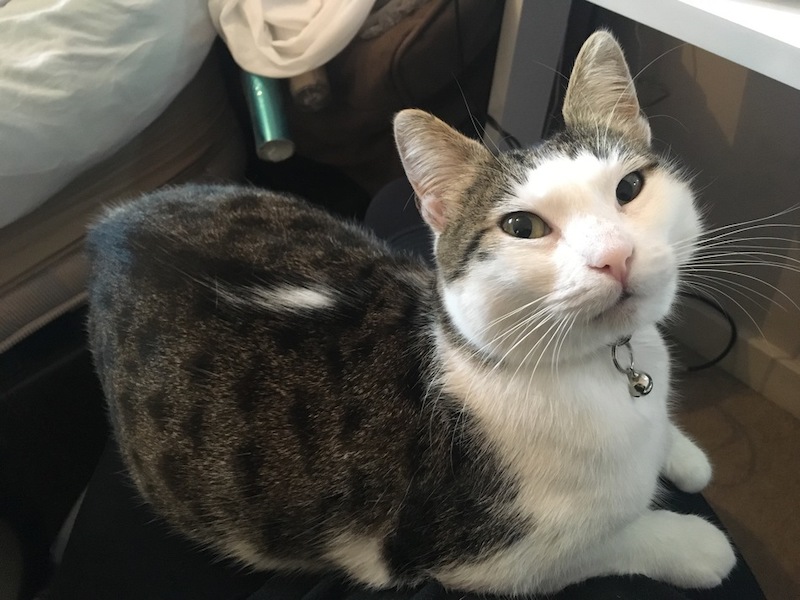 -Double--celebration-as-Domino-the-cat-is-found-3