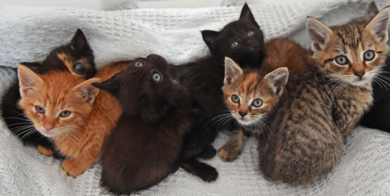 Did-you-know-today-is-Happy-Mew-Year-Day-for-cats-2