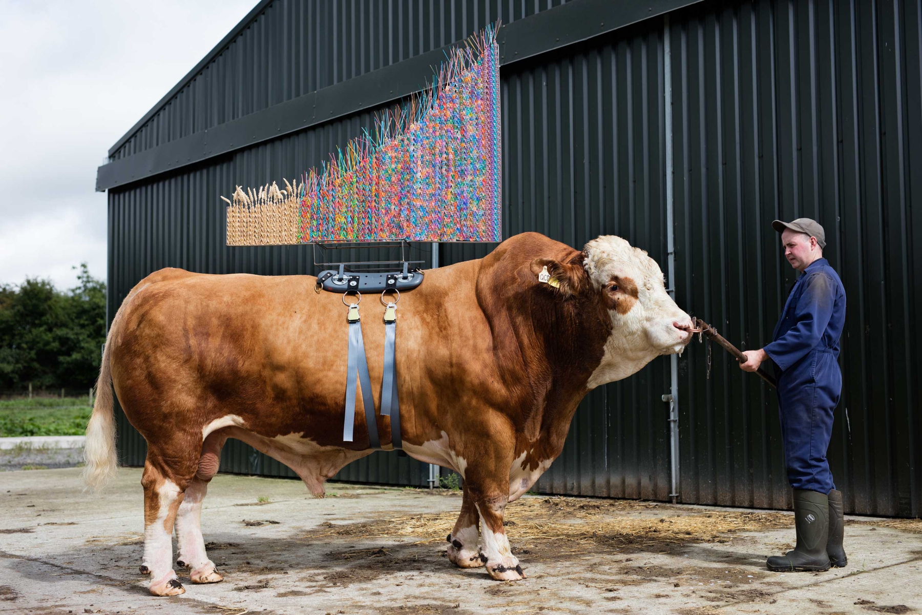 cow semen straws turned into amazing sculptures at reading