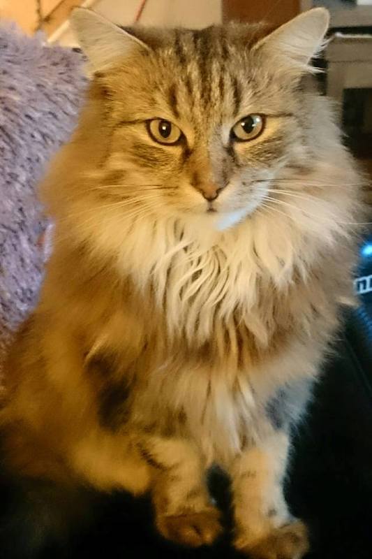 Pet-detectives-investigate-Charley-the-therapy-cat-s-disappearance-in-Moredun1