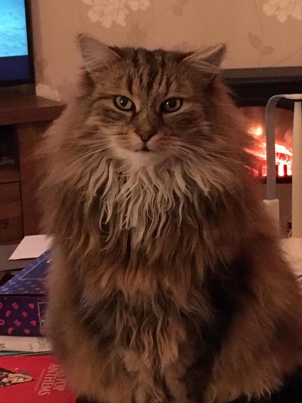 Pet-detectives-investigate-Charley-the-therapy-cat-s-disappearance-in-Moredun2